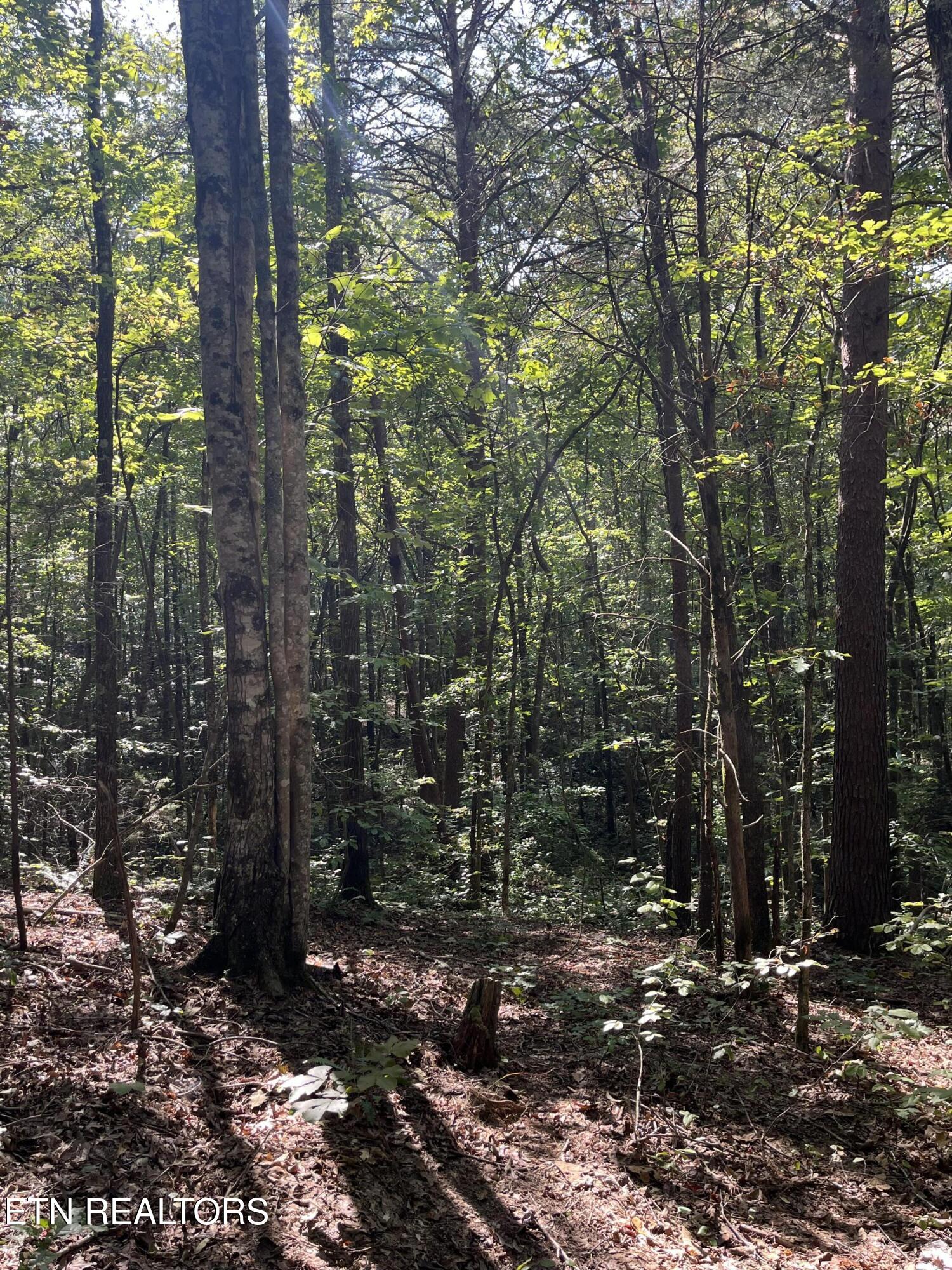 552 New Providence Road Tellico Plains, TN 37385 - Photo 22 of 38 IMG_6862