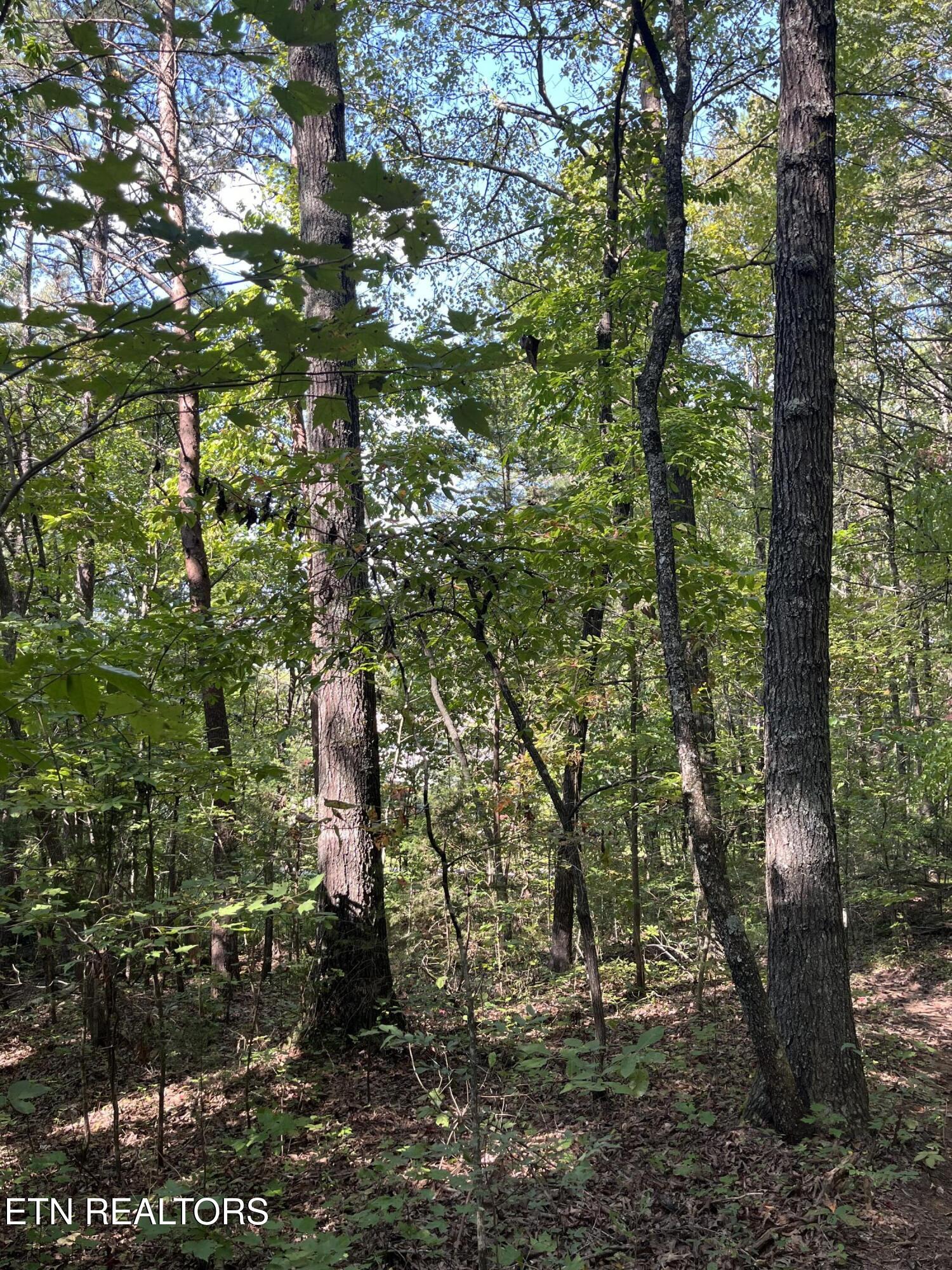 552 New Providence Road Tellico Plains, TN 37385 - Photo 23 of 38 IMG_6865