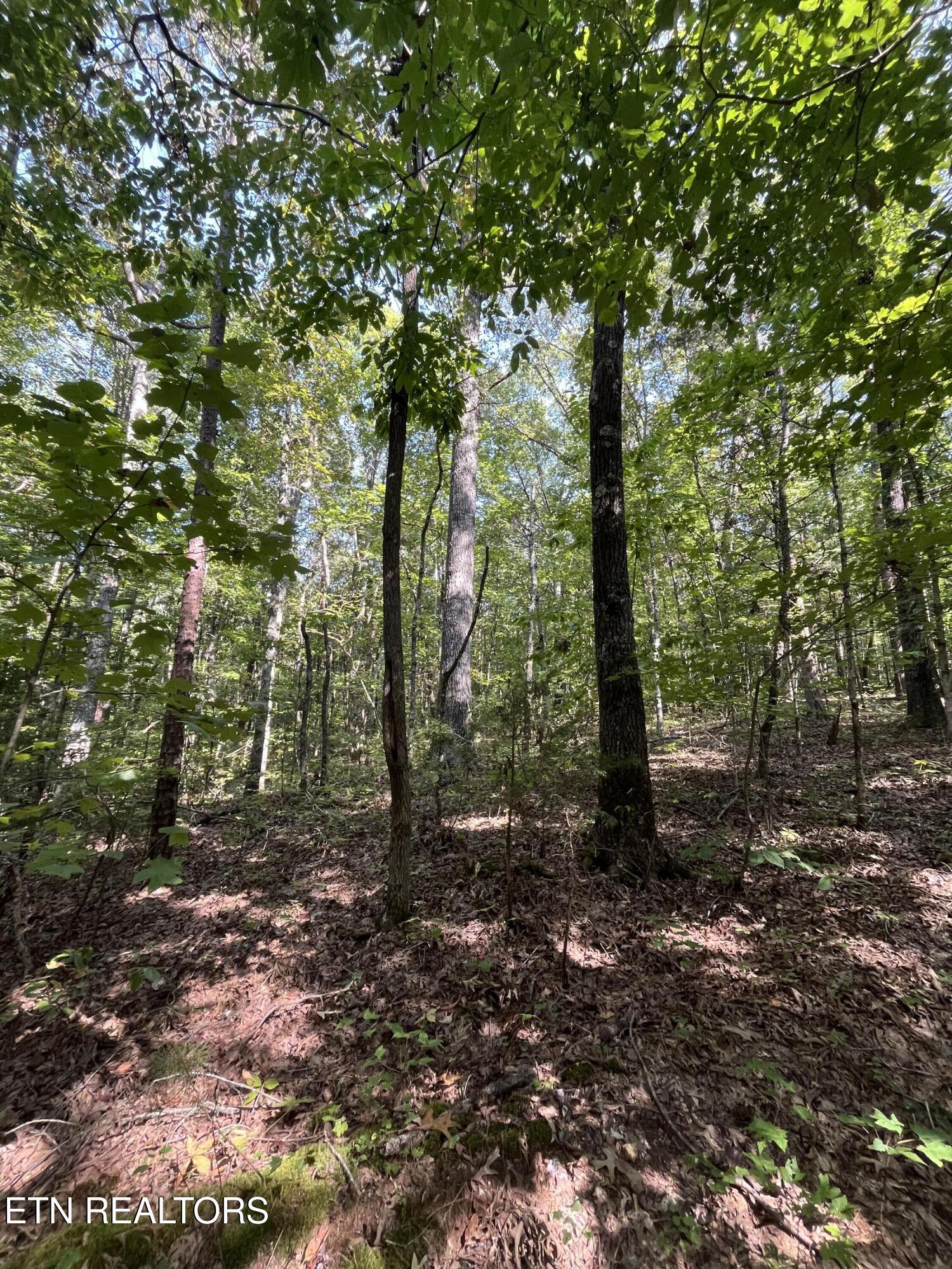 552 New Providence Road Tellico Plains, TN 37385 - Photo 24 of 38 IMG_6868