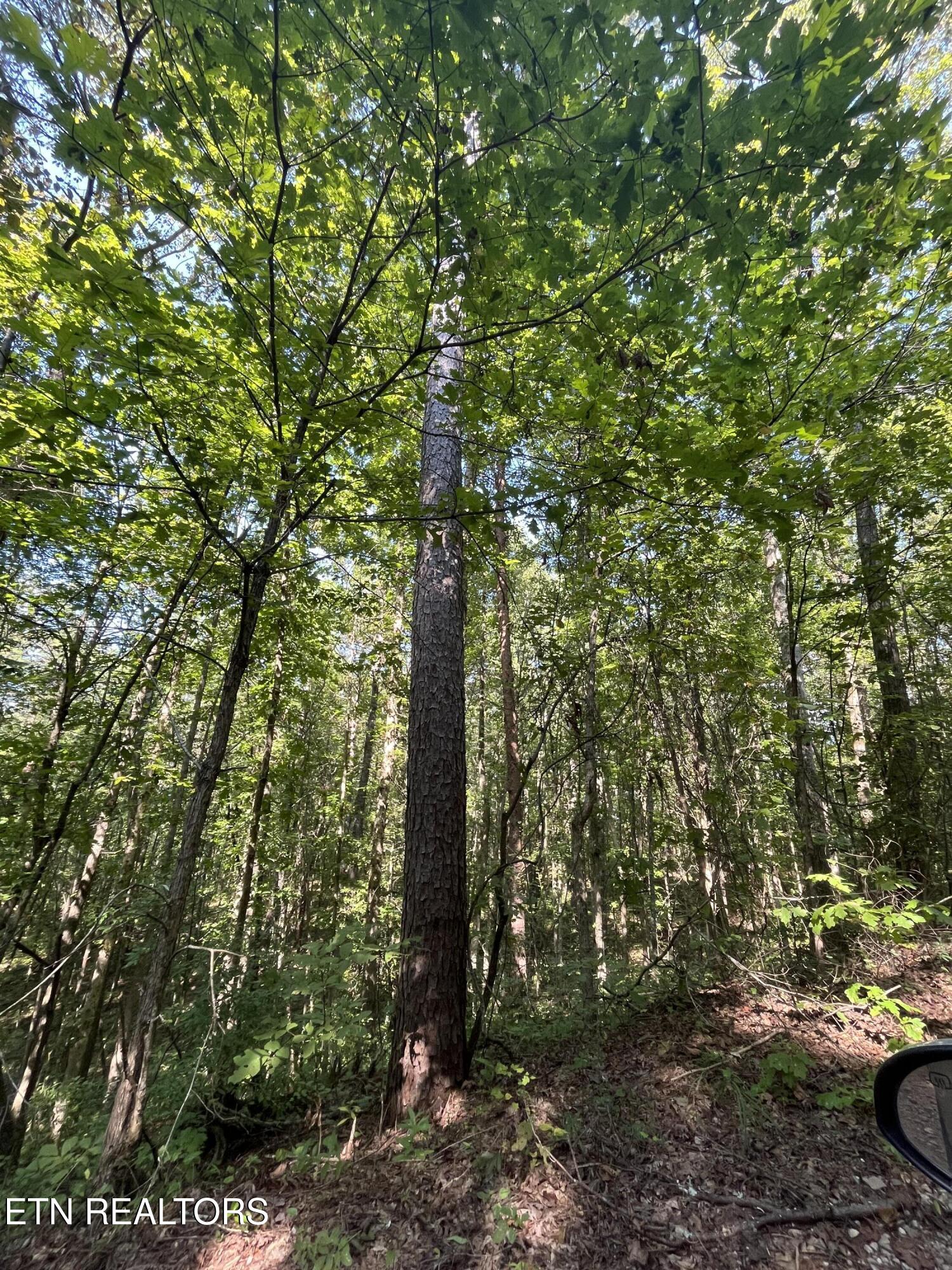 552 New Providence Road Tellico Plains, TN 37385 - Photo 25 of 38 IMG_6875