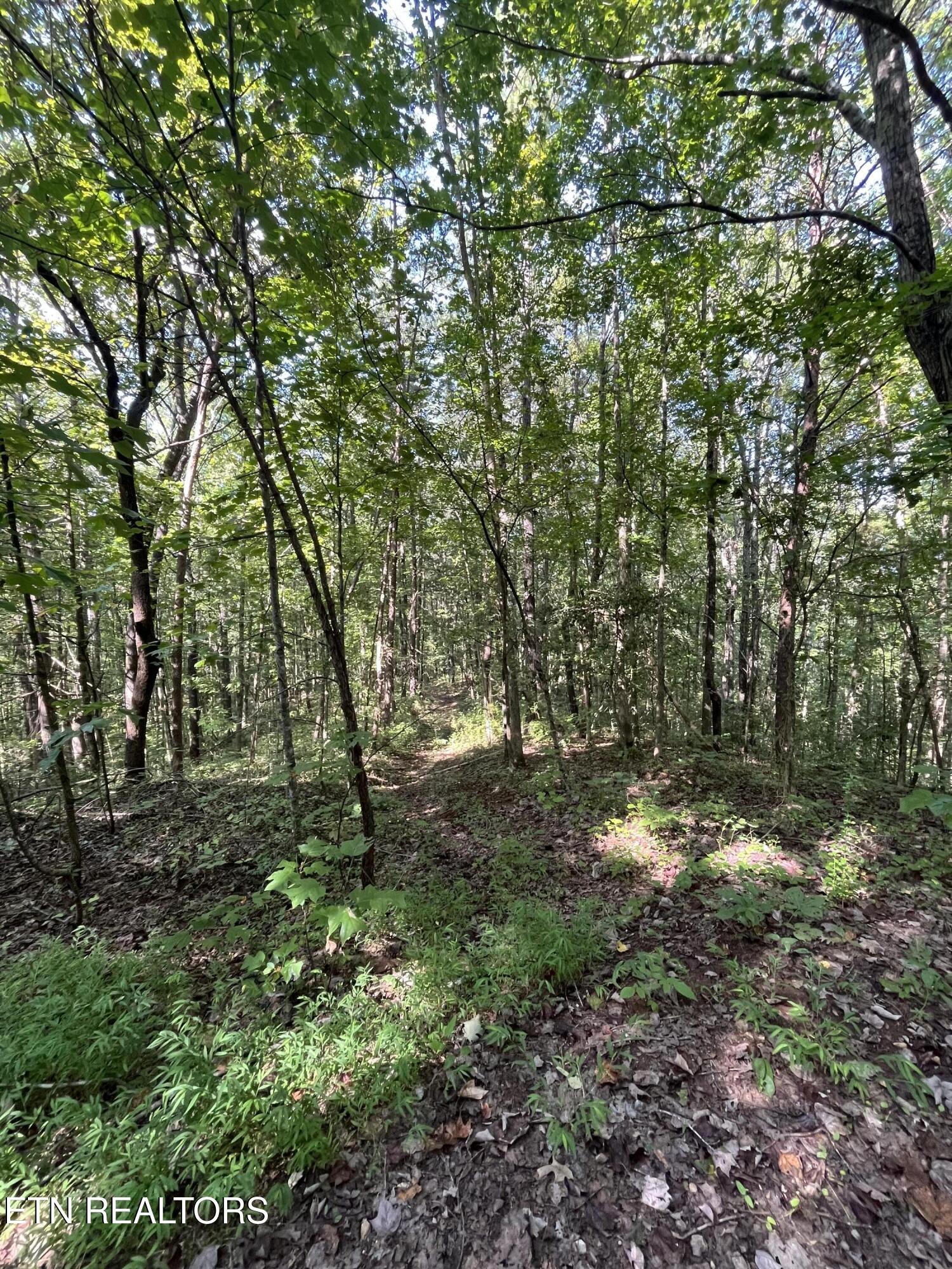 552 New Providence Road Tellico Plains, TN 37385 - Photo 27 of 38 IMG_6885