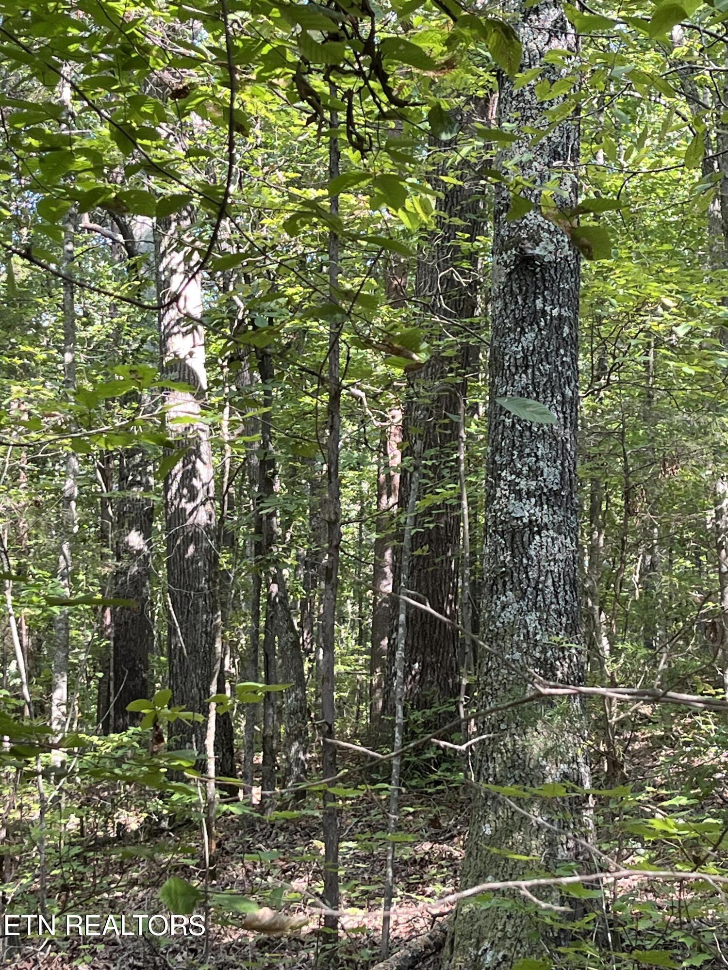 552 New Providence Road Tellico Plains, TN 37385 - Photo 3 of 38 IMG_6860