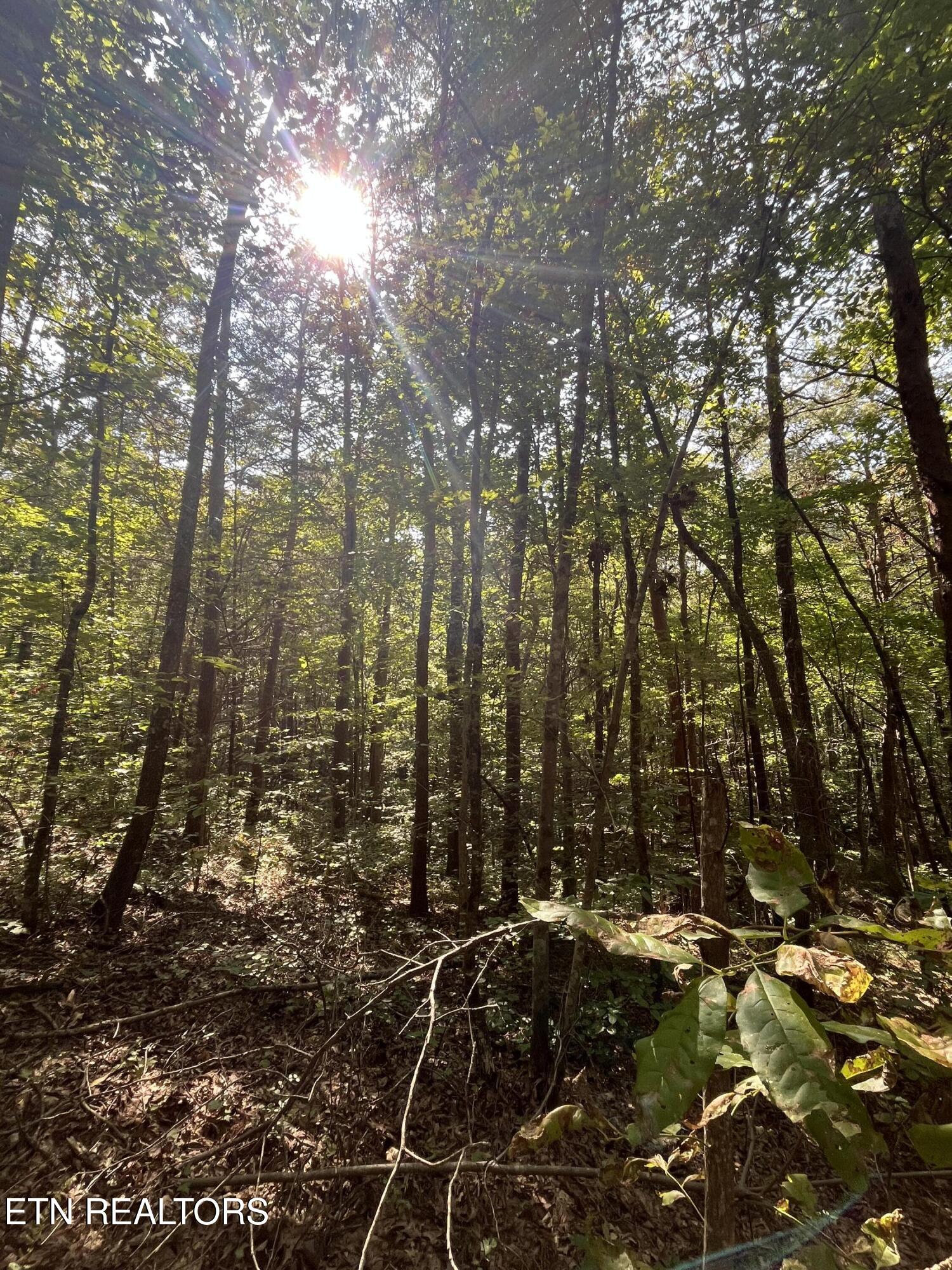 552 New Providence Road Tellico Plains, TN 37385 - Photo 7 of 38 IMG_6859