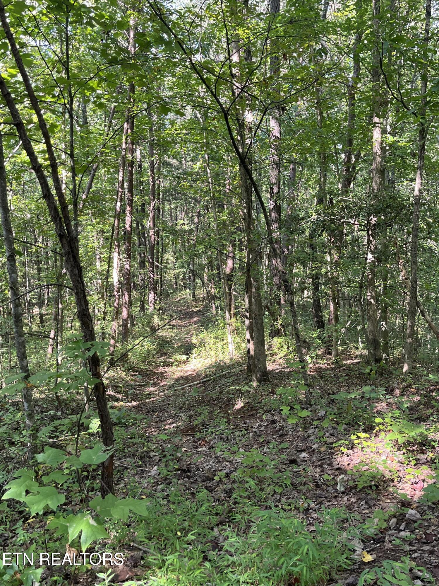 552 New Providence Road Tellico Plains, TN 37385 - Photo 9 of 38 IMG_6884