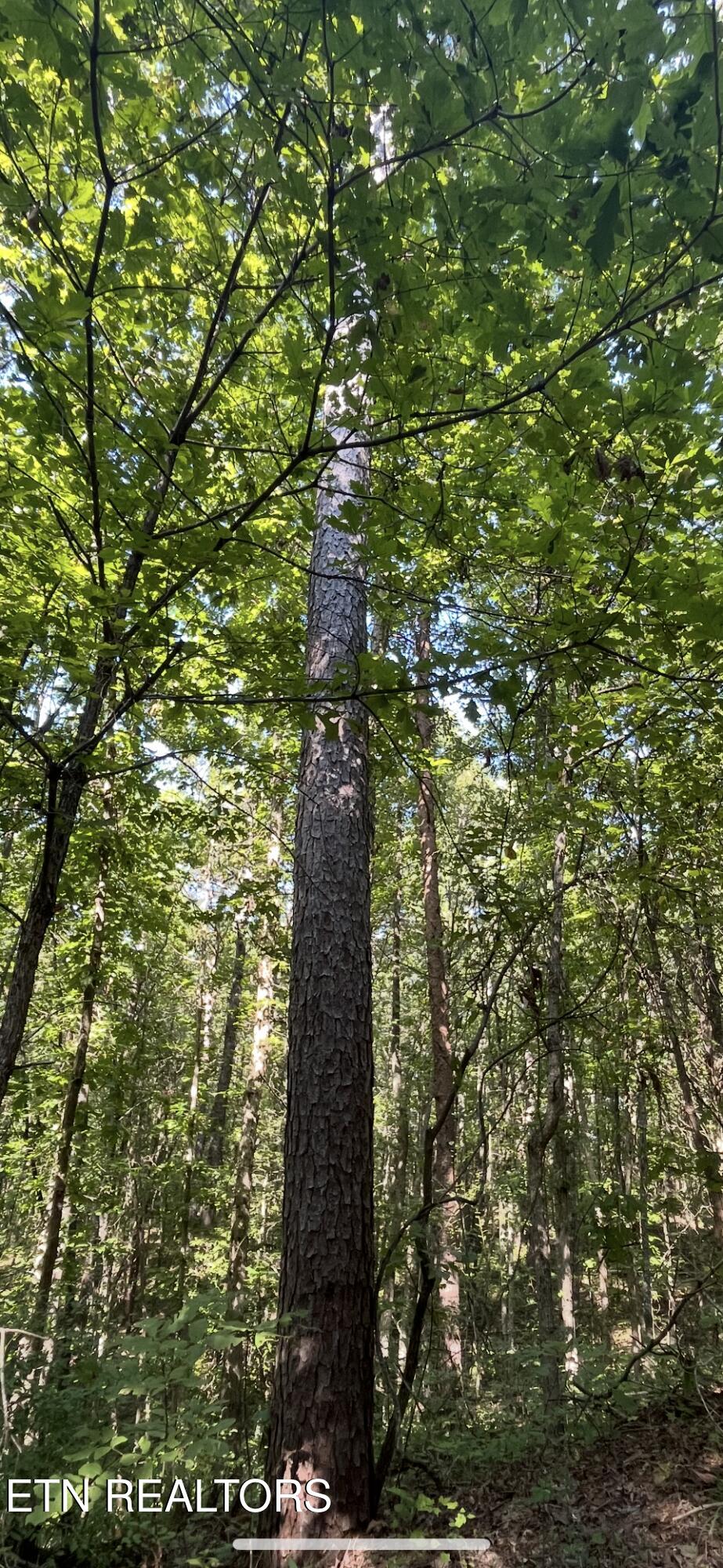 552 New Providence Road Tellico Plains, TN 37385 - Photo 10 of 38 IMG_6925