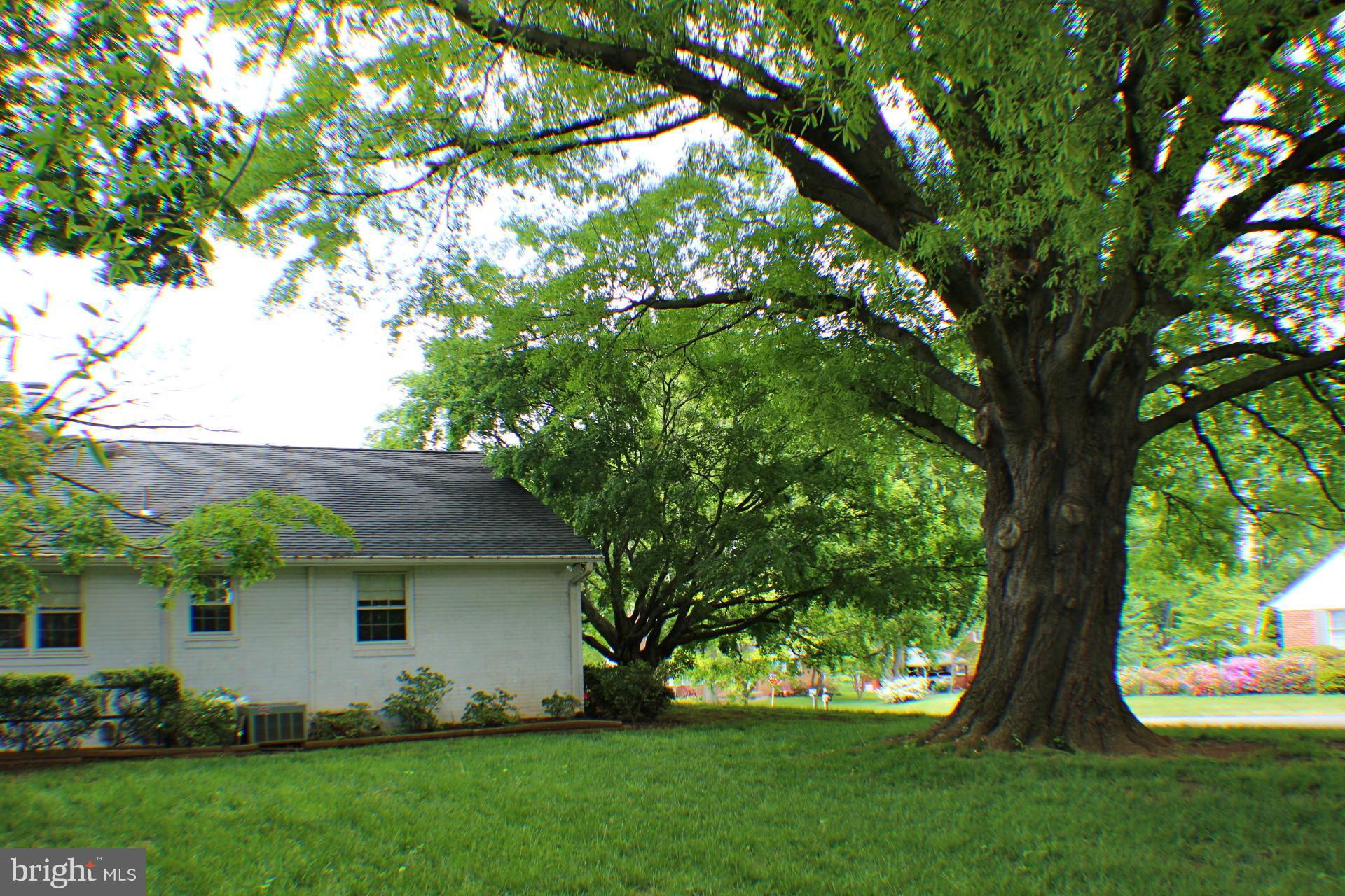 279 Dover Road Warrenton, VA 20186 - Photo 28 of 30 Amazing tree in backyard