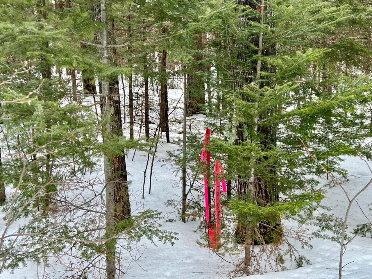 On Big Pine Drive Rhinelander, WI 54501 - Photo 17 of 19 Gallery Image 17