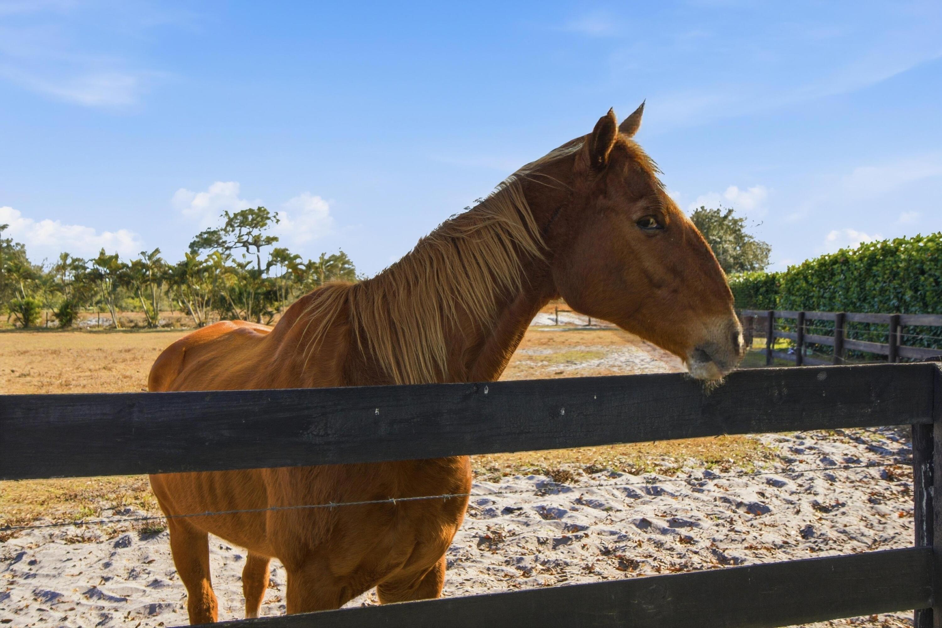 13850 Southwest Allapatah Road Indiantown, FL 34956 - Photo 84 of 97 13850_SW_Allapatah_Rd_090