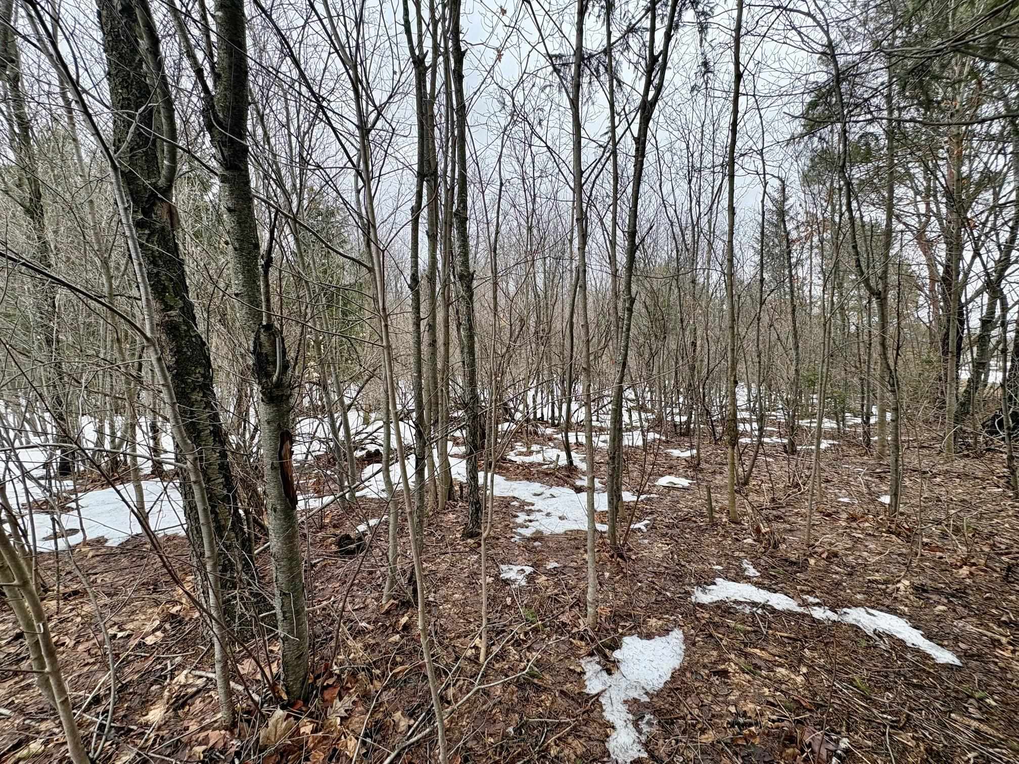 0 Cedar River Road Mancelona, MI 49659 - Photo 2 of 6