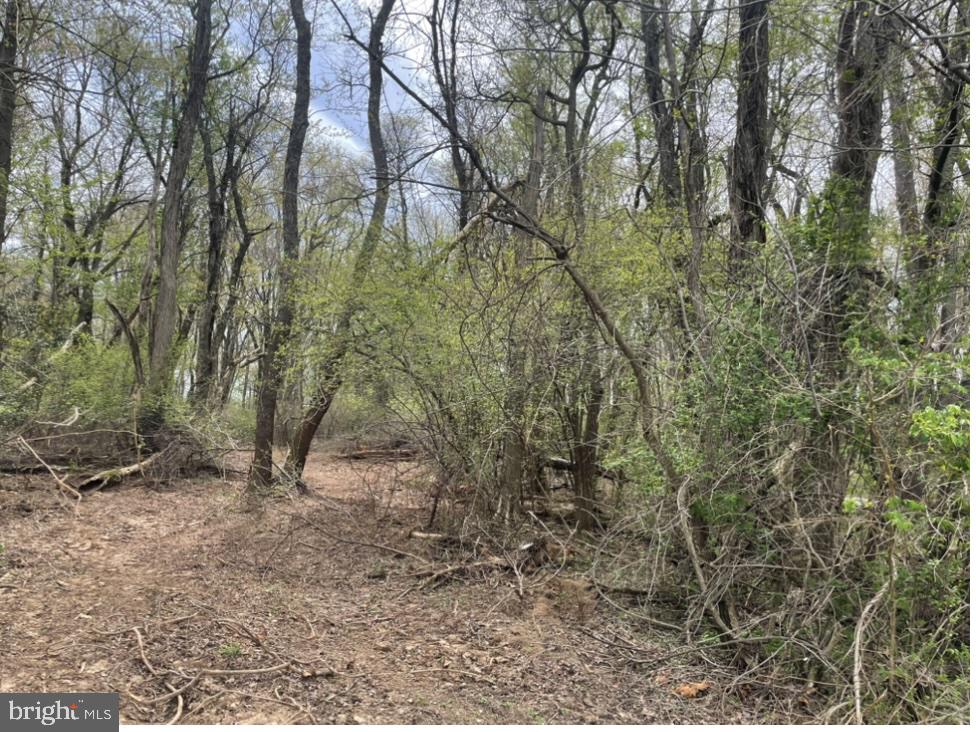 14615-14617 Old Hanover Road Reisterstown, MD 21136 - Photo 2 of 5 a view of a forest with trees