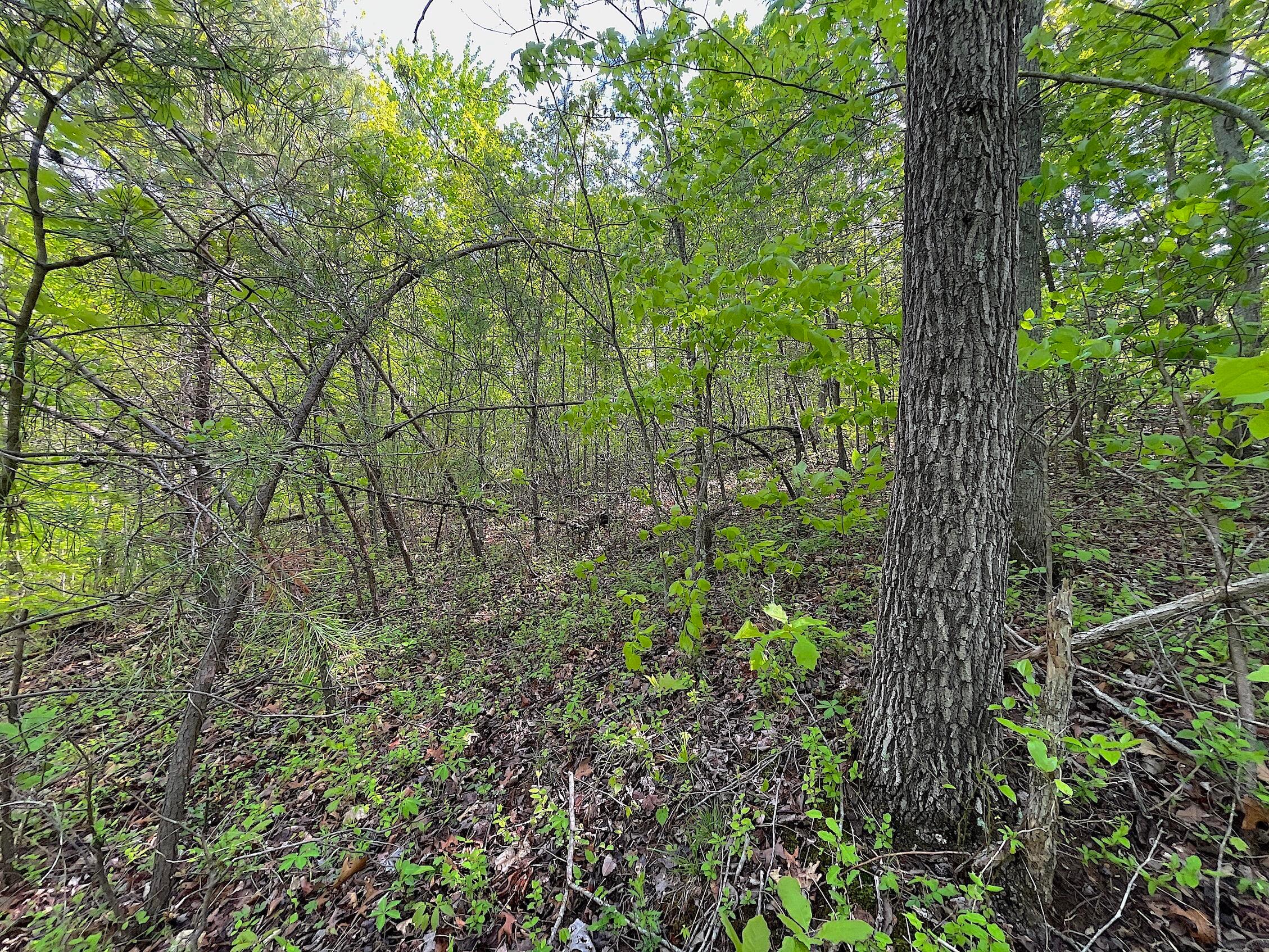 478 Hamilton Road Crown City, OH 45623 - Photo 12 of 29 IMG_0914