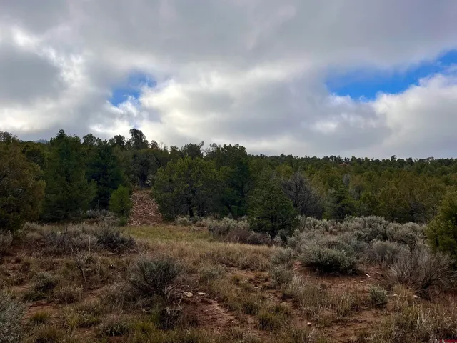 a view of a yard with a tree