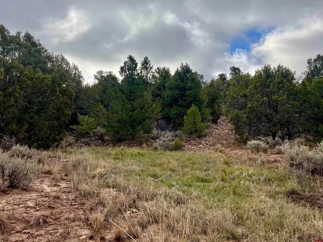 a view of a forest with a tree in the background