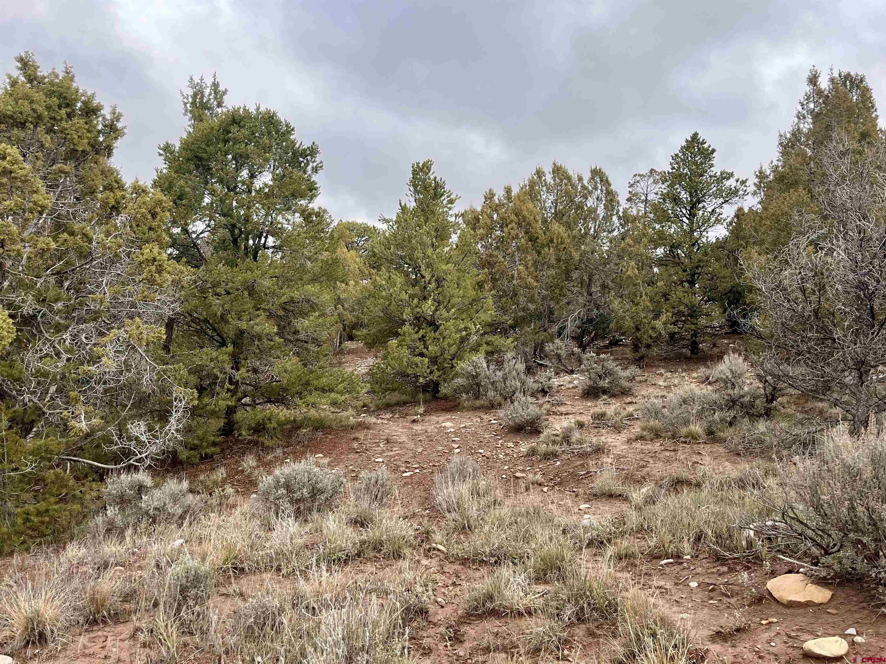 2114 County Road 318 Ignacio, CO 81137 - Photo 4 of 11 a view of a forest with a tree in the background