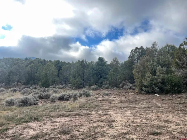 a view of a bunch of trees