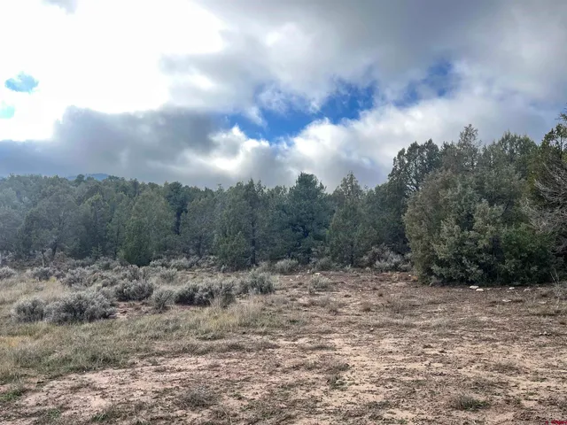 a view of a bunch of trees