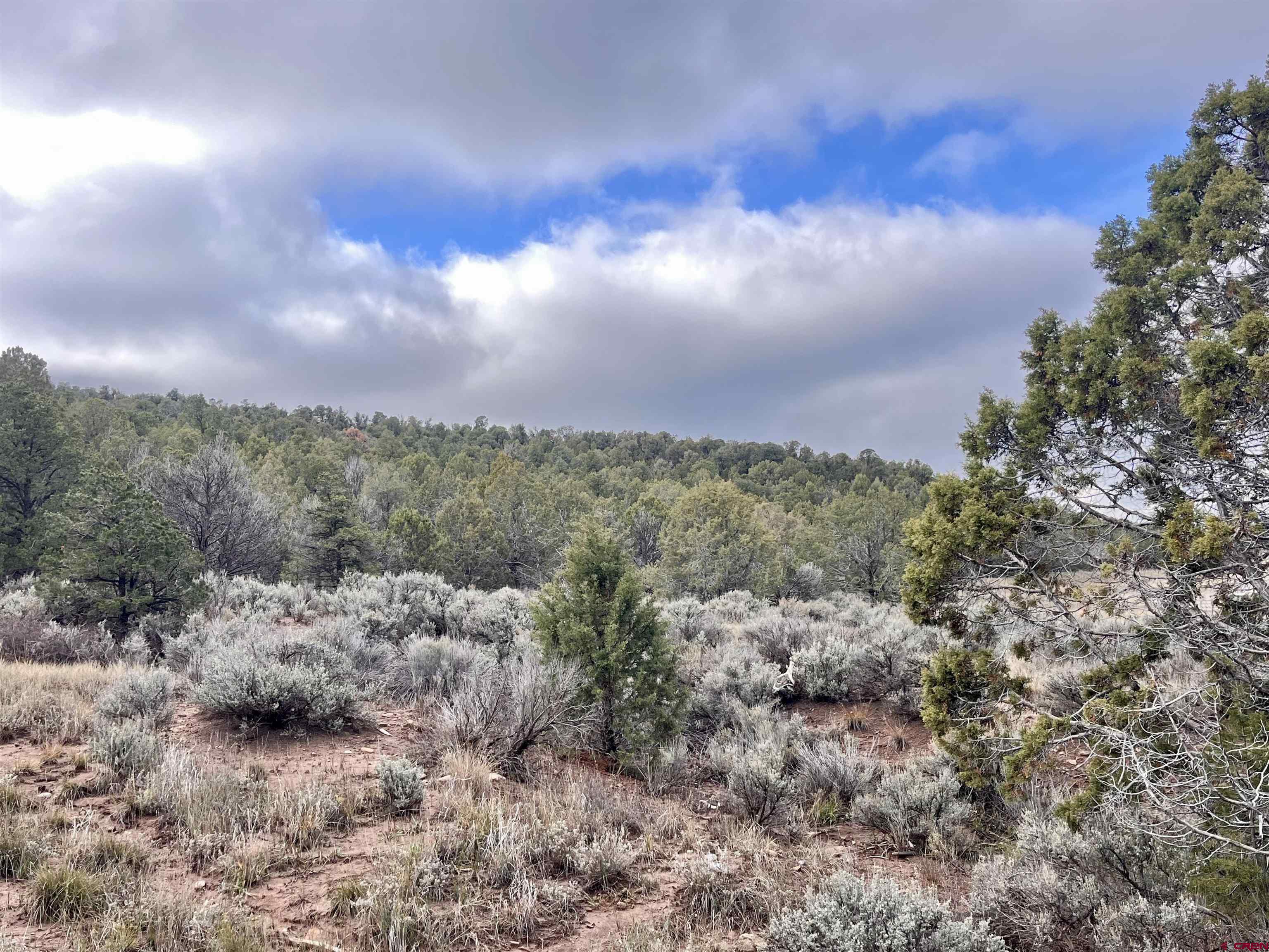 2114 County Road 318 Ignacio, CO 81137 - Photo 6 of 11 a view of a bunch of trees