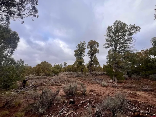 a view of a large trees with lots of trees
