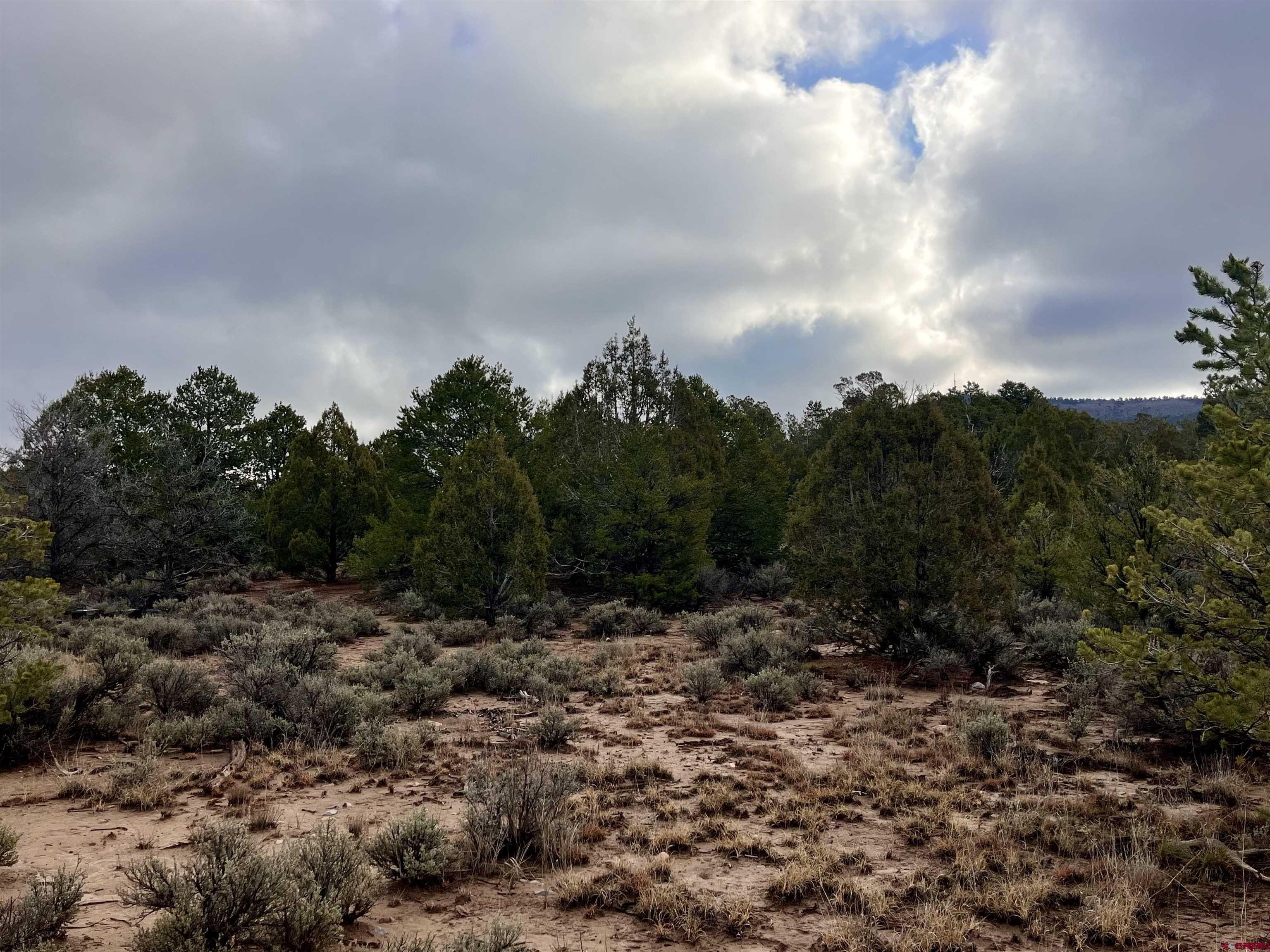 2114 County Road 318 Ignacio, CO 81137 - Photo 8 of 11 a view of a large trees with lots of trees
