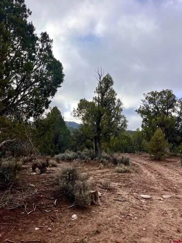 a view of a city with lush green forest