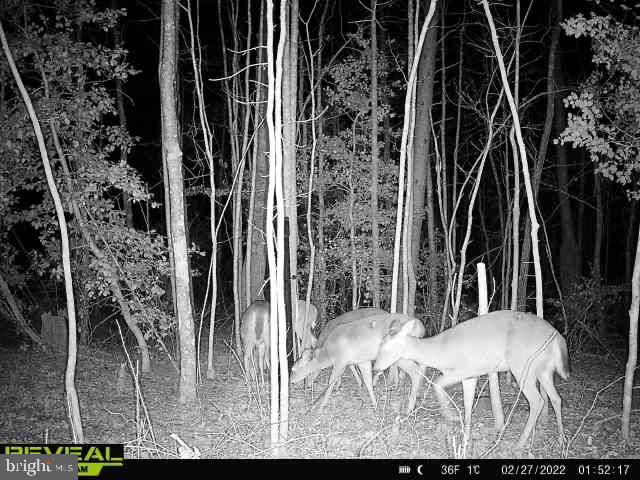 Tyler Station Road Beaverdam, VA 23015 - Photo 7 of 7 Gallery Image 7