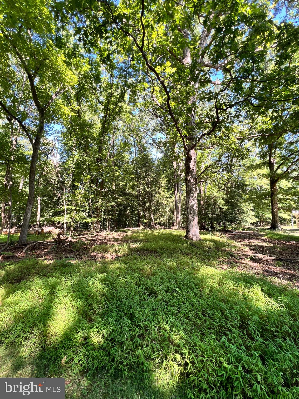 12955 Old Fort Road Fort Washington, MD 20744 - Photo 10 of 11 Lush greenery under a sunlit canopy.