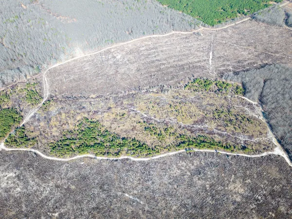 a view of a garden with plants