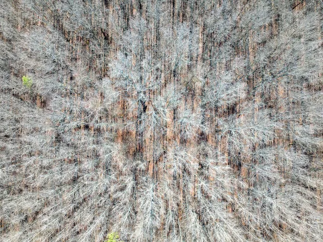 a view of a yard with a lake view