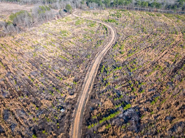 a view of a yard with large trees