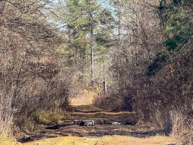 a view of a dry yard
