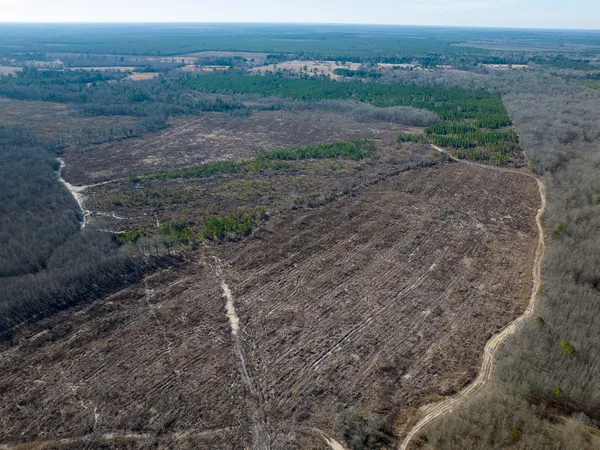 a view of a dry yard with trees