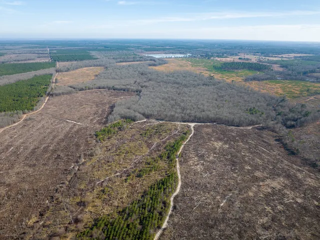 a view of a dry yard with trees