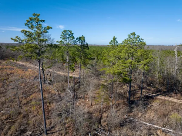 a view of a yard with plants