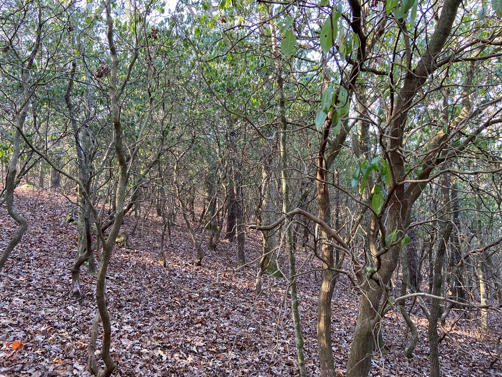 50-acres Dickey Road Murphy, NC 28906 - Photo 7 of 17 Gallery Image 7