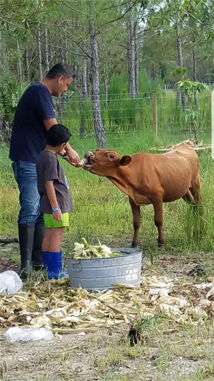 1771 Red Deer Road Naples, FL 34120 - Photo 6 of 9 FATHER & SON feeding calves