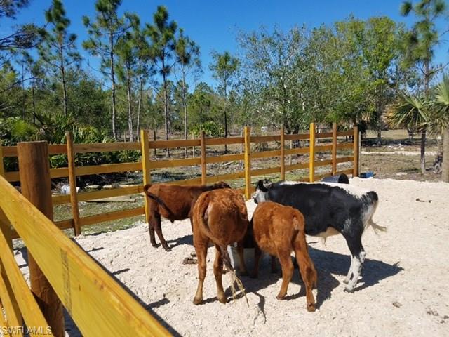 1771 Red Deer Road Naples, FL 34120 - Photo 8 of 9 cows also for sale
