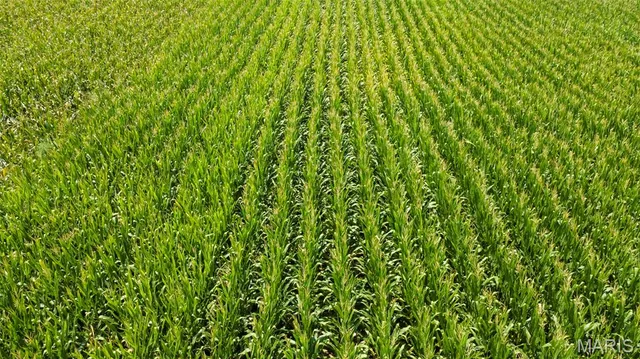 $377,700 | 0 State Hwy K, Bloomfield, MO 63825