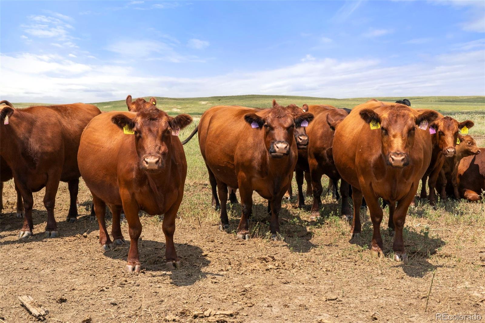 0 Resolis Road Matheson, CO 80830 - Photo 39 of 50 a view of two chairs and a table in a yard