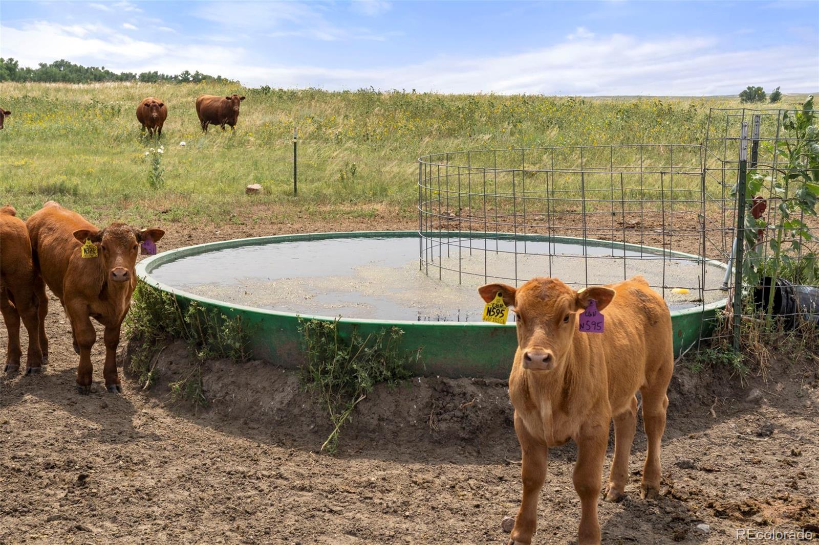 0 Resolis Road Matheson, CO 80830 - Photo 50 of 50 a view of a swimming pool with a patio
