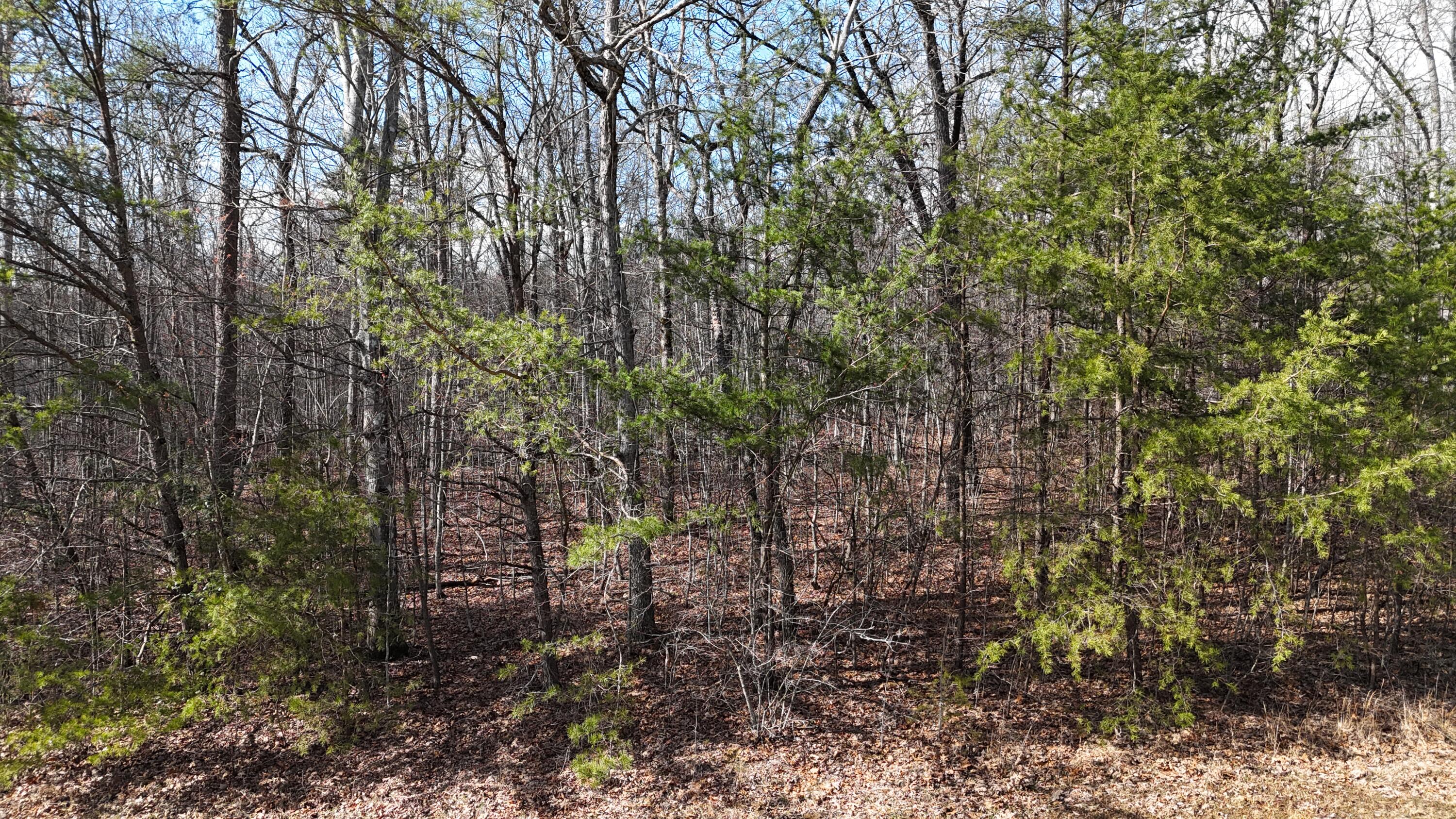 0 Mount Laurel Road Pikeville, TN 37367 - Photo 3 of 21 dji_fly_20250316_162920_0311_17422186321
