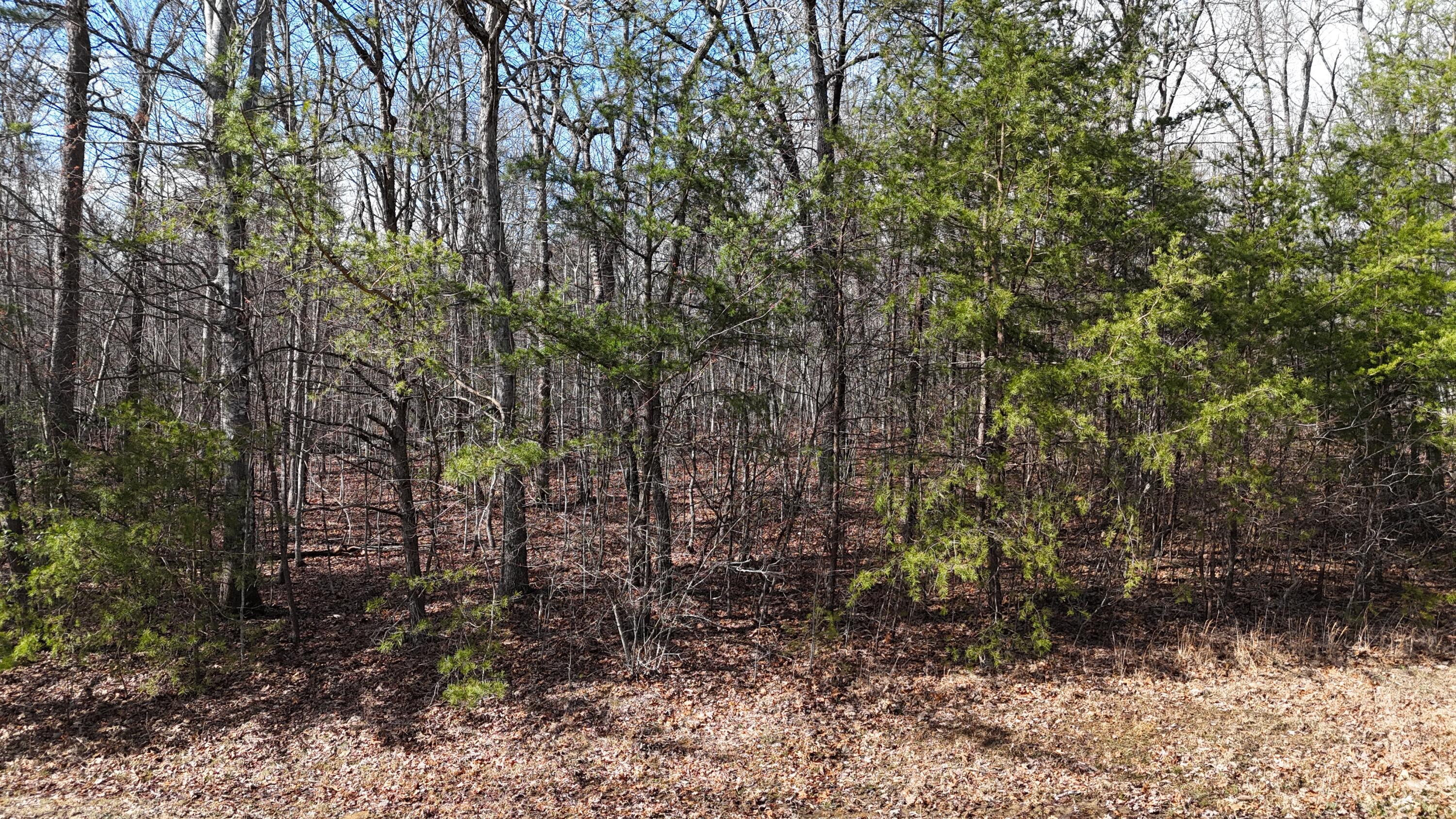 0 Mount Laurel Road Pikeville, TN 37367 - Photo 5 of 21 dji_fly_20250316_162902_0309_17422186355