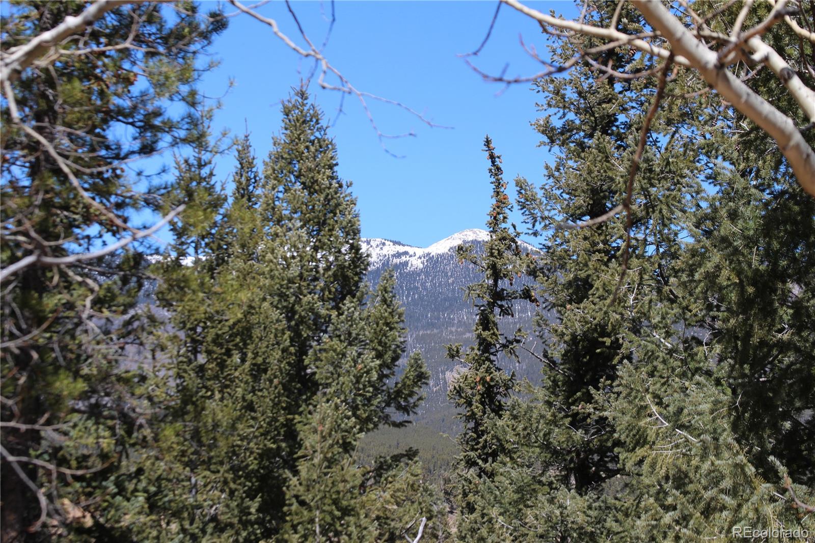 219 Wise Road Bailey, CO 80421 - Photo 1 of 6 a view of a tree