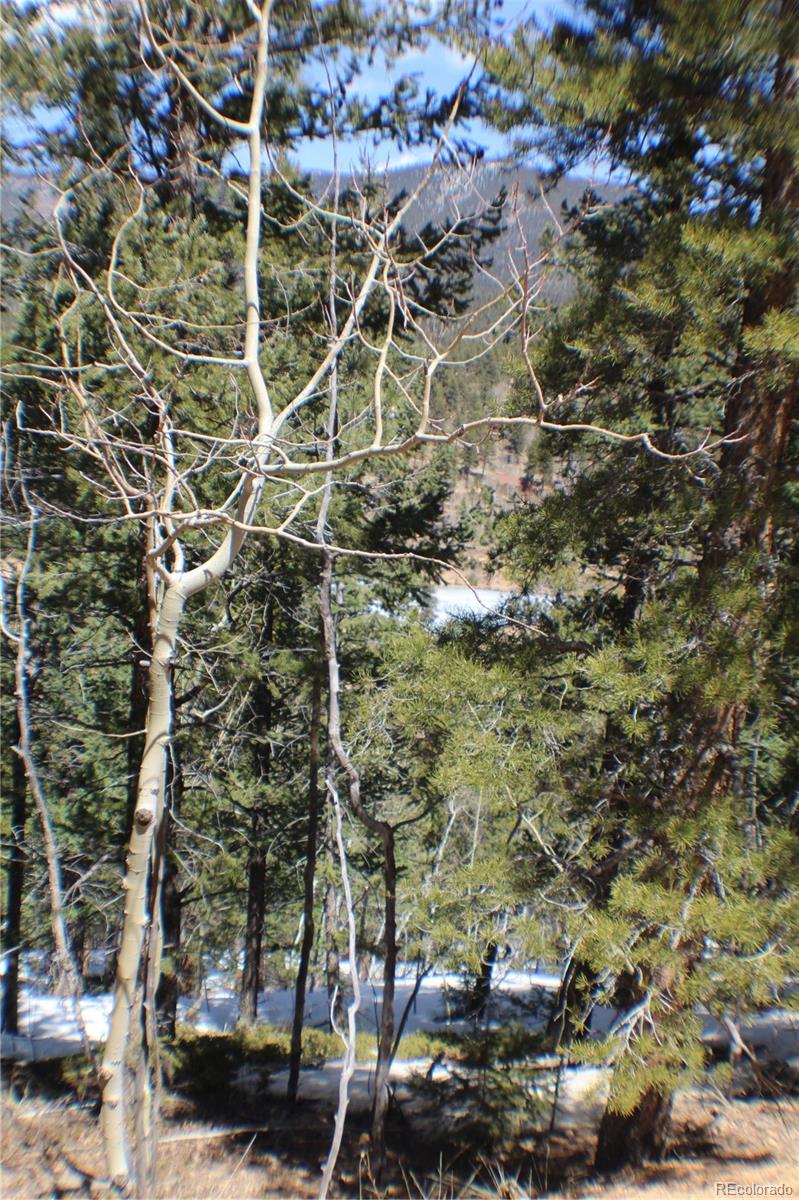 219 Wise Road Bailey, CO 80421 - Photo 4 of 6 a view of a yard with plants and trees