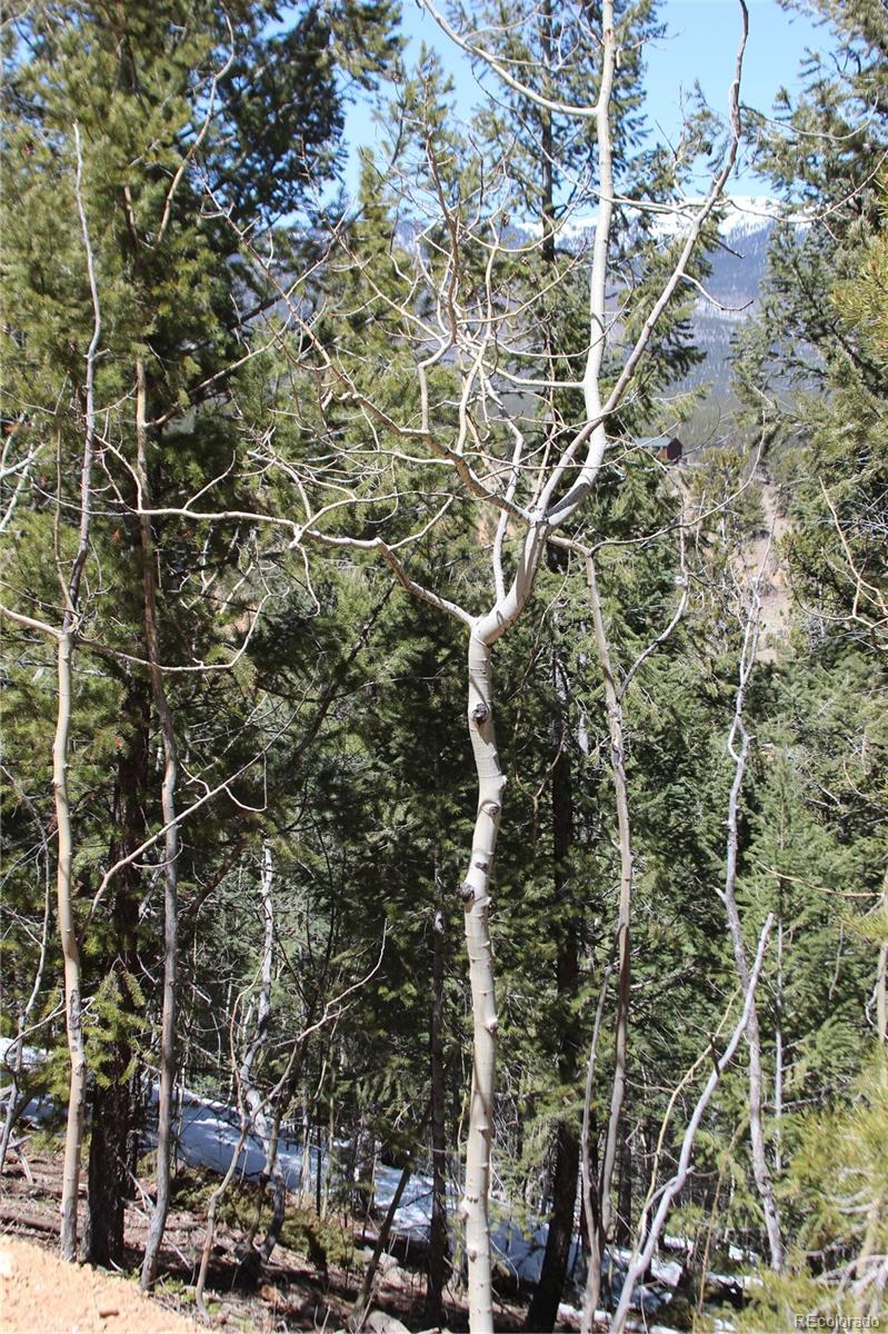 219 Wise Road Bailey, CO 80421 - Photo 6 of 6 a view of outdoor space