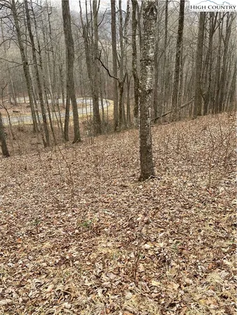 a view of a yard with trees
