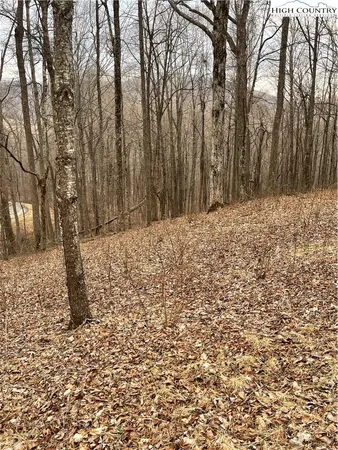 a view of a yard with trees