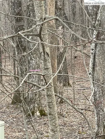 a view of a yard with trees