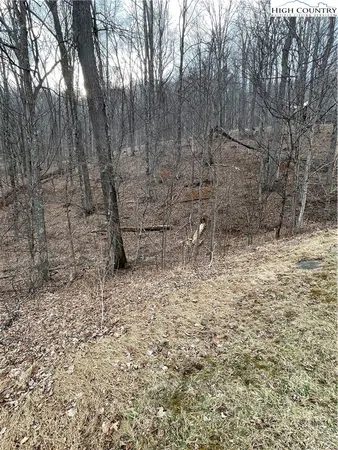 a view of wooden space with large trees