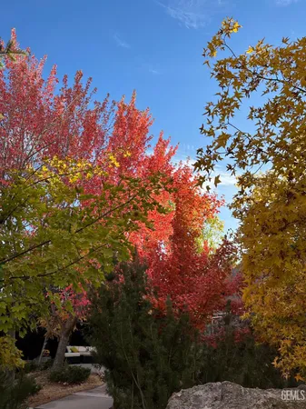 a view of a lot of trees