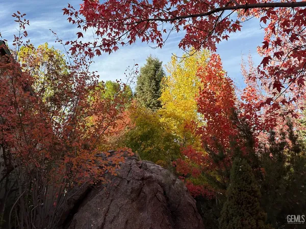a view of a tree in a yard